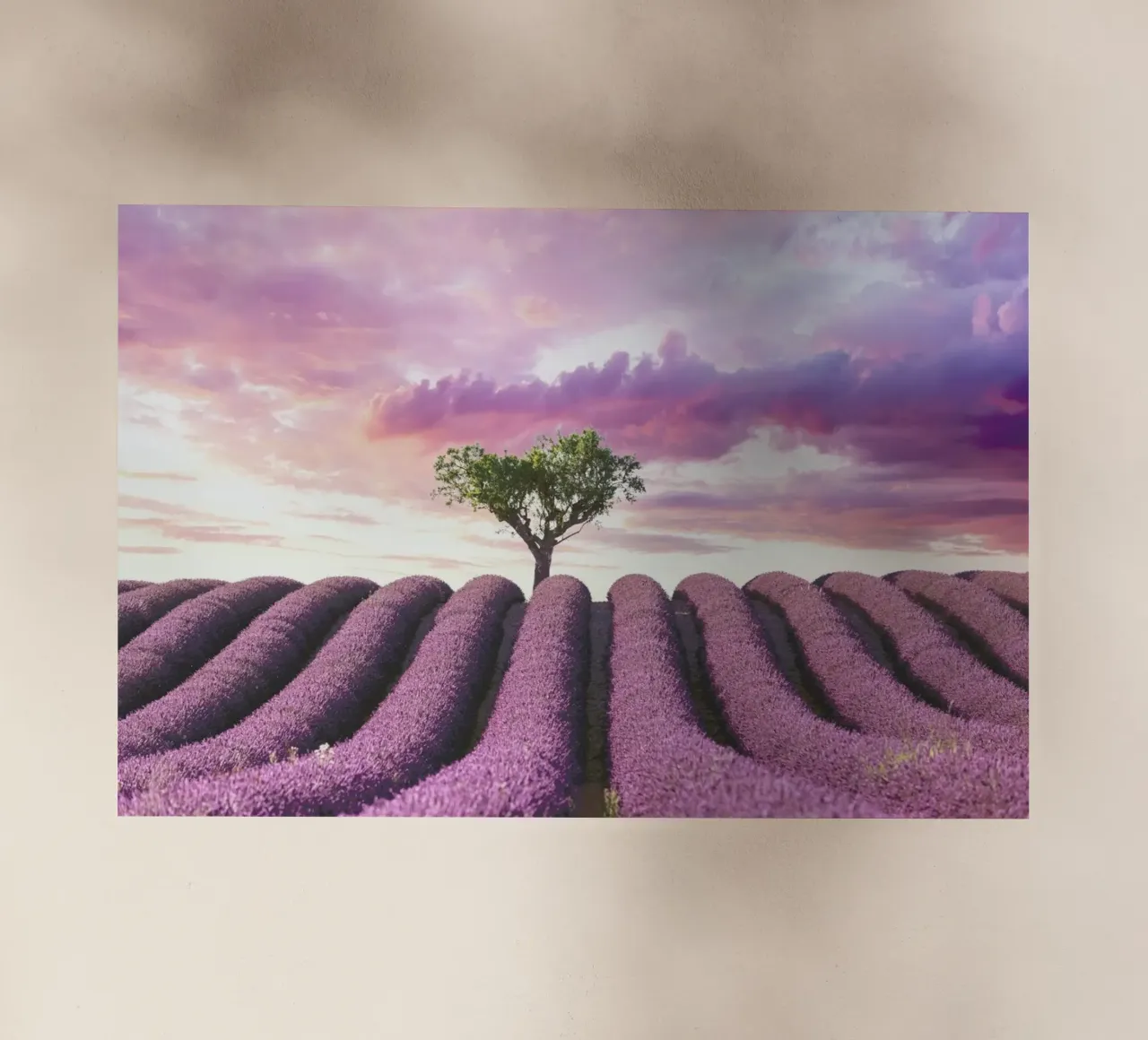 Lavender Fields pellicola backlit da Magdalena Martin Photography