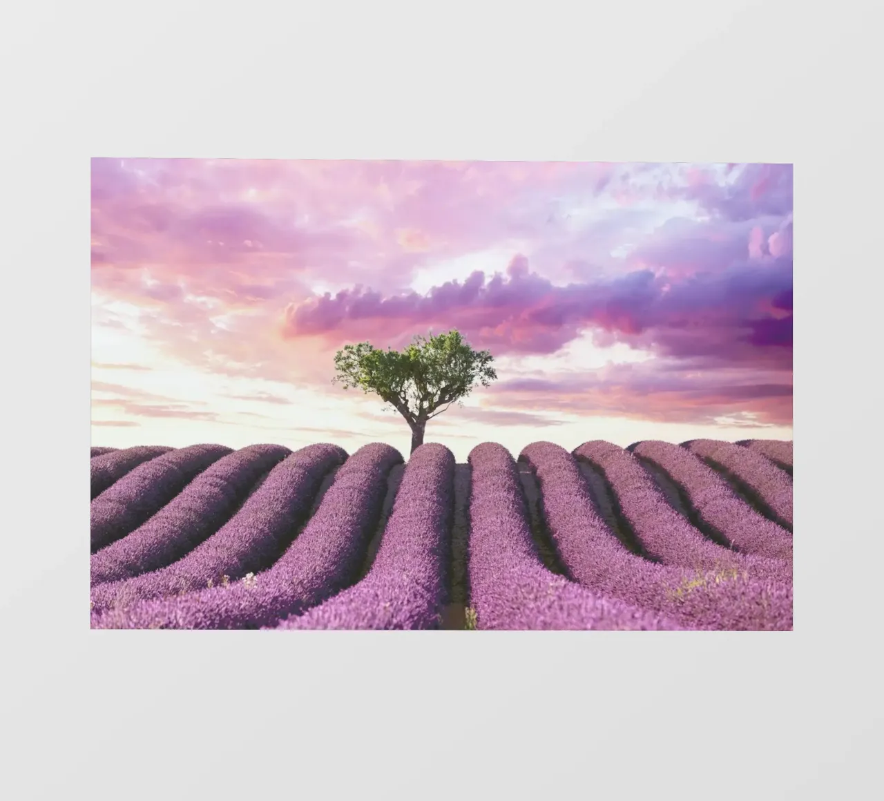 Lavender Fields pellicola backlit da Magdalena Martin Photography