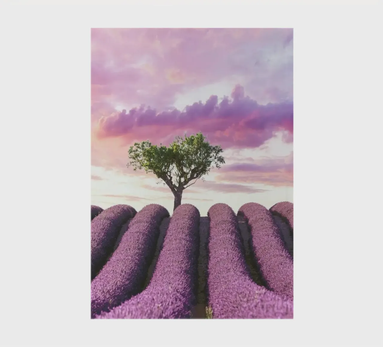 Lavender Fields notebook by Magdalena Martin Photography