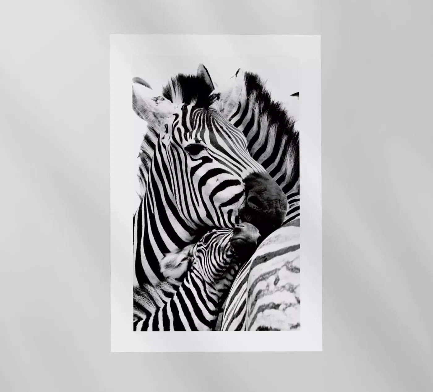 Zebras pellicola backlit da Natural Kingdom