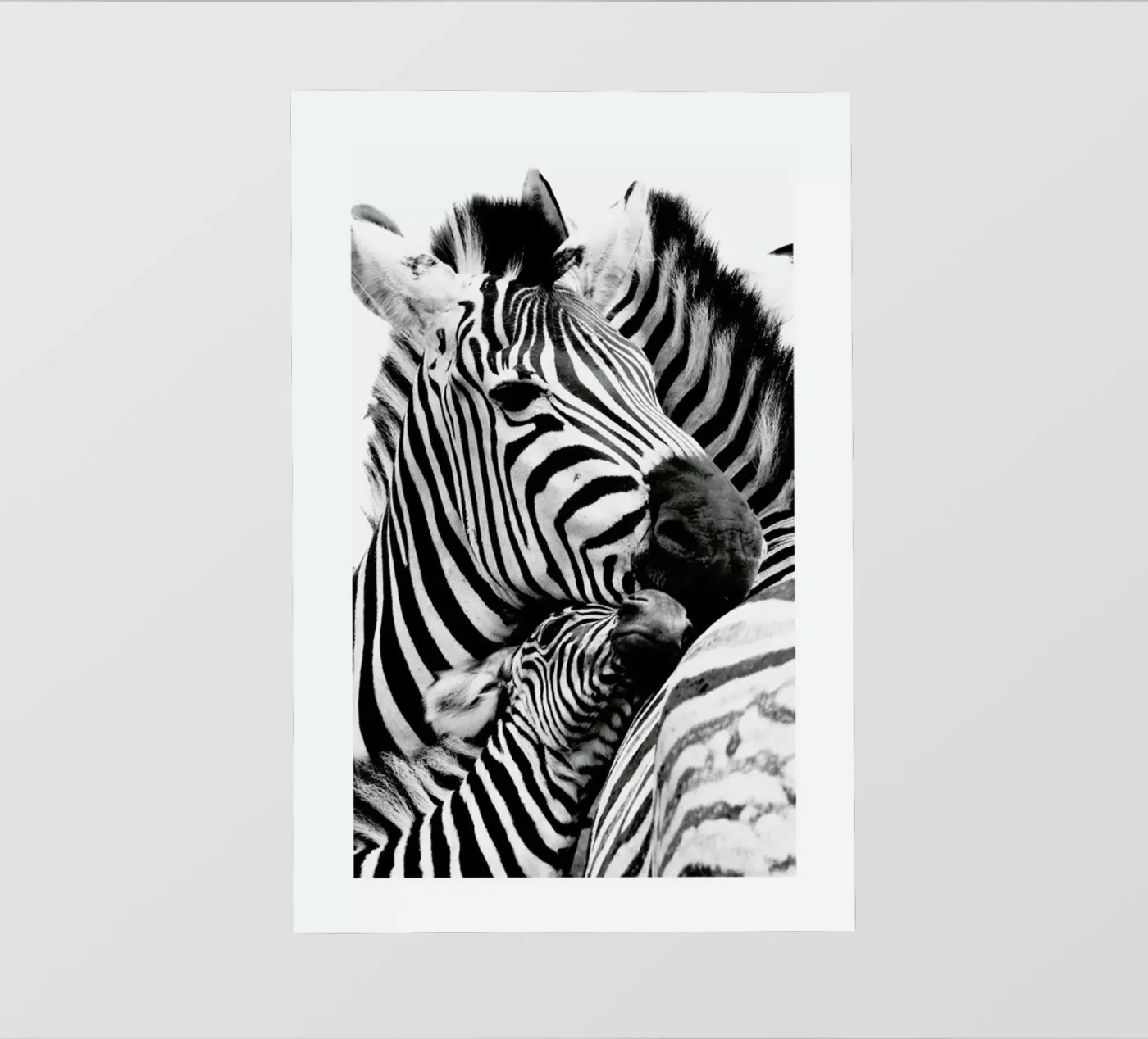 Zebras pellicola backlit da Natural Kingdom