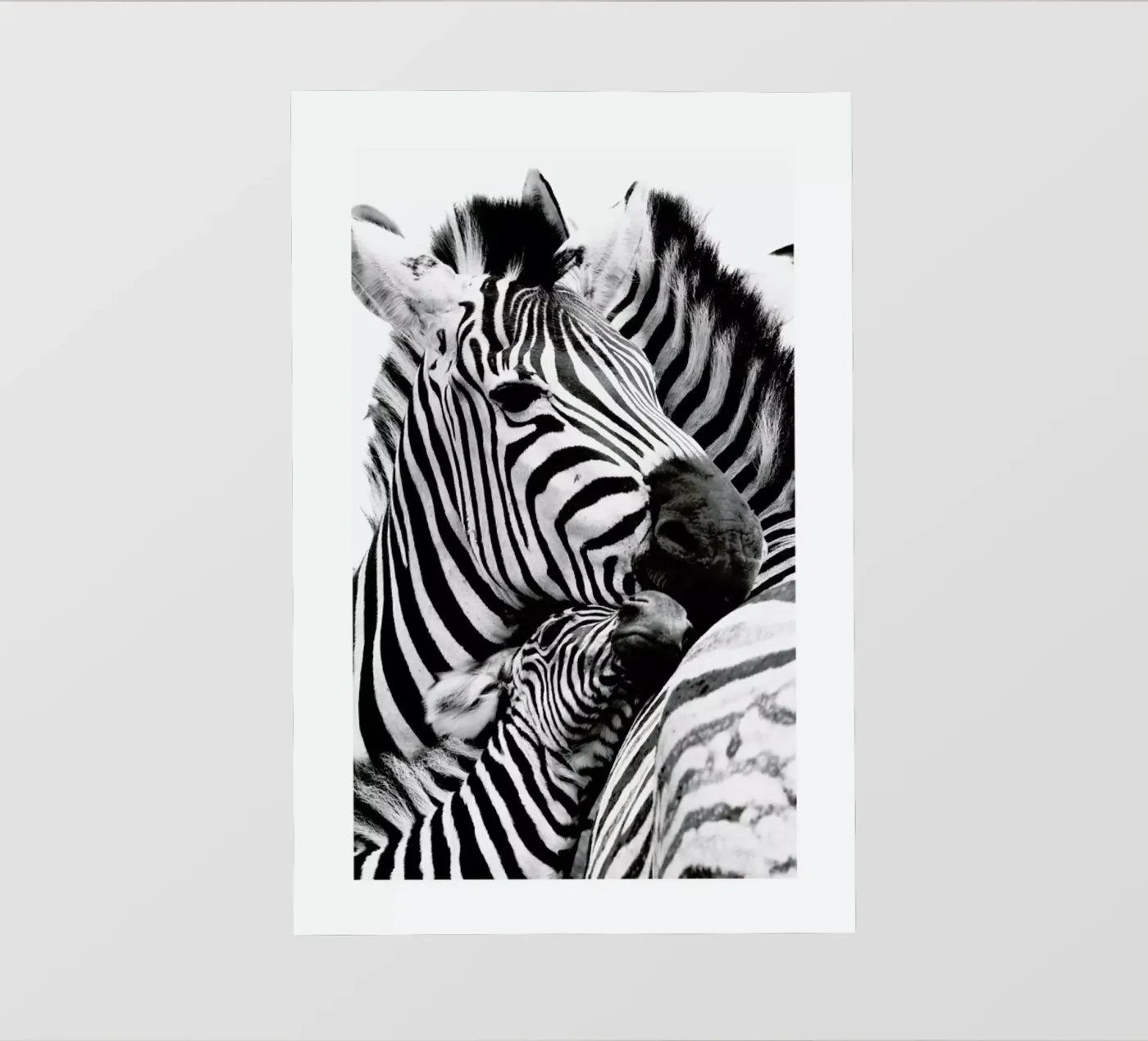 Zebras pellicola backlit da Natural Kingdom