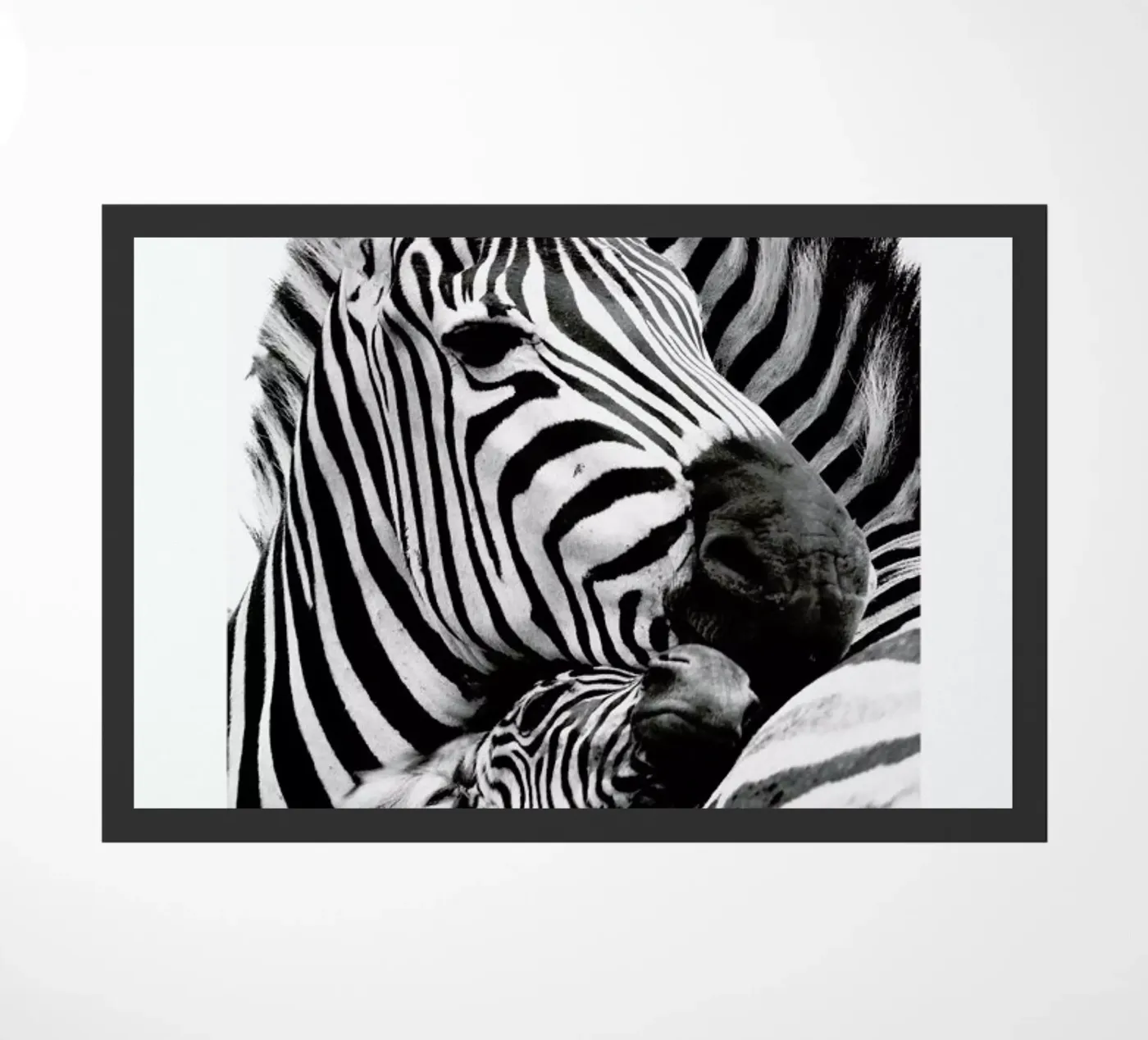 Zebras zerbino da Natural Kingdom