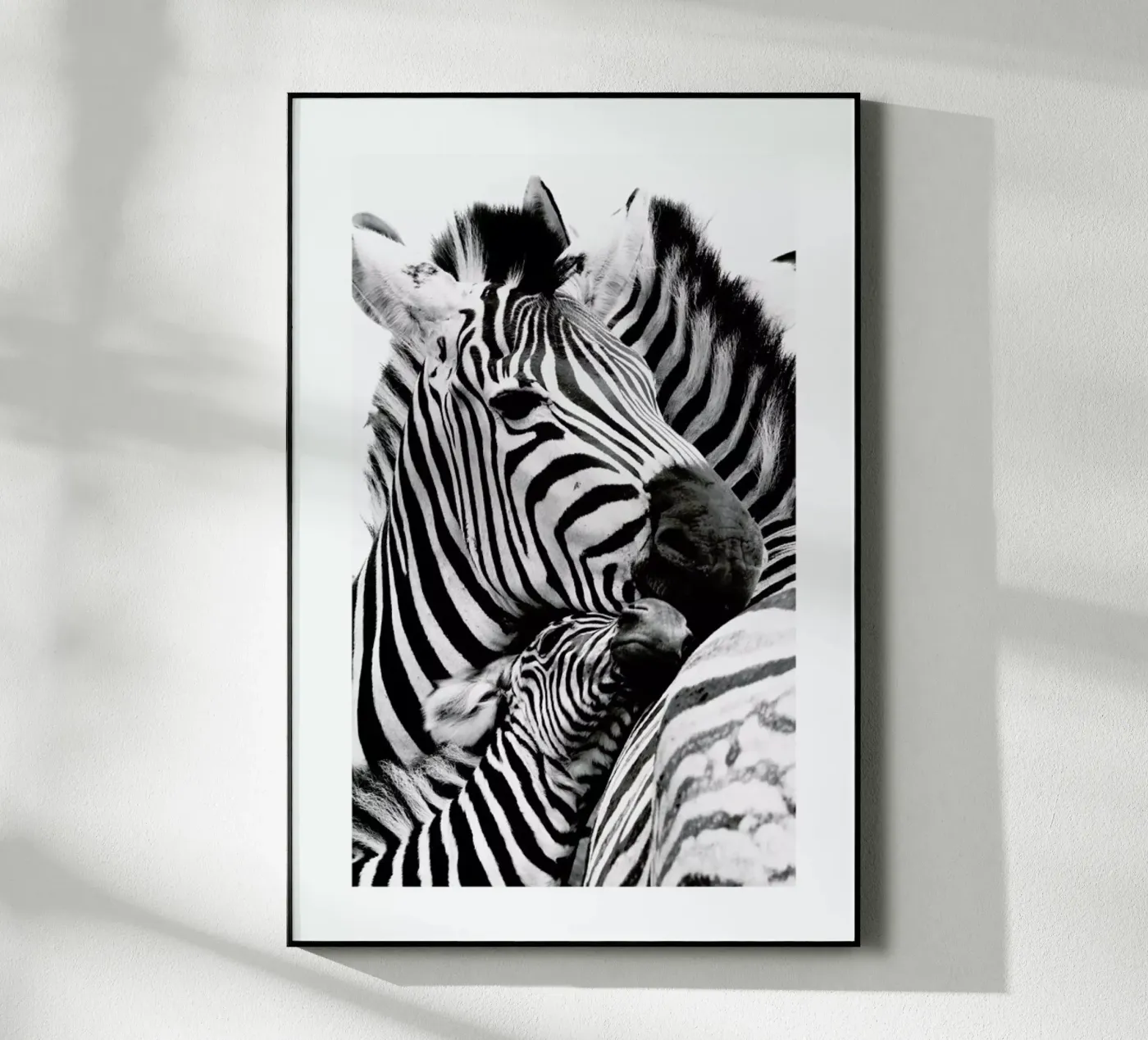 Zebras plexiglas de Natural Kingdom
