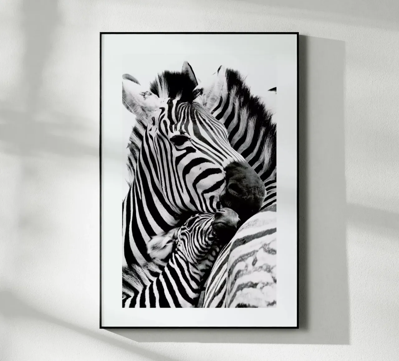 Zebras plexiglass da Natural Kingdom