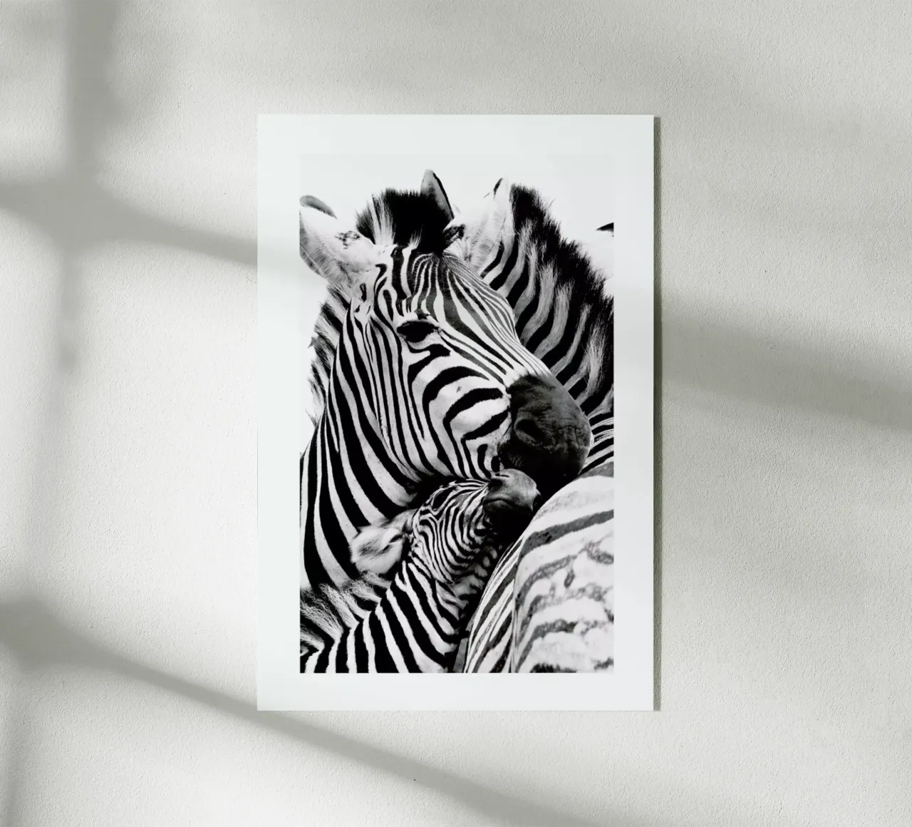 Zebras plexiglass da Natural Kingdom