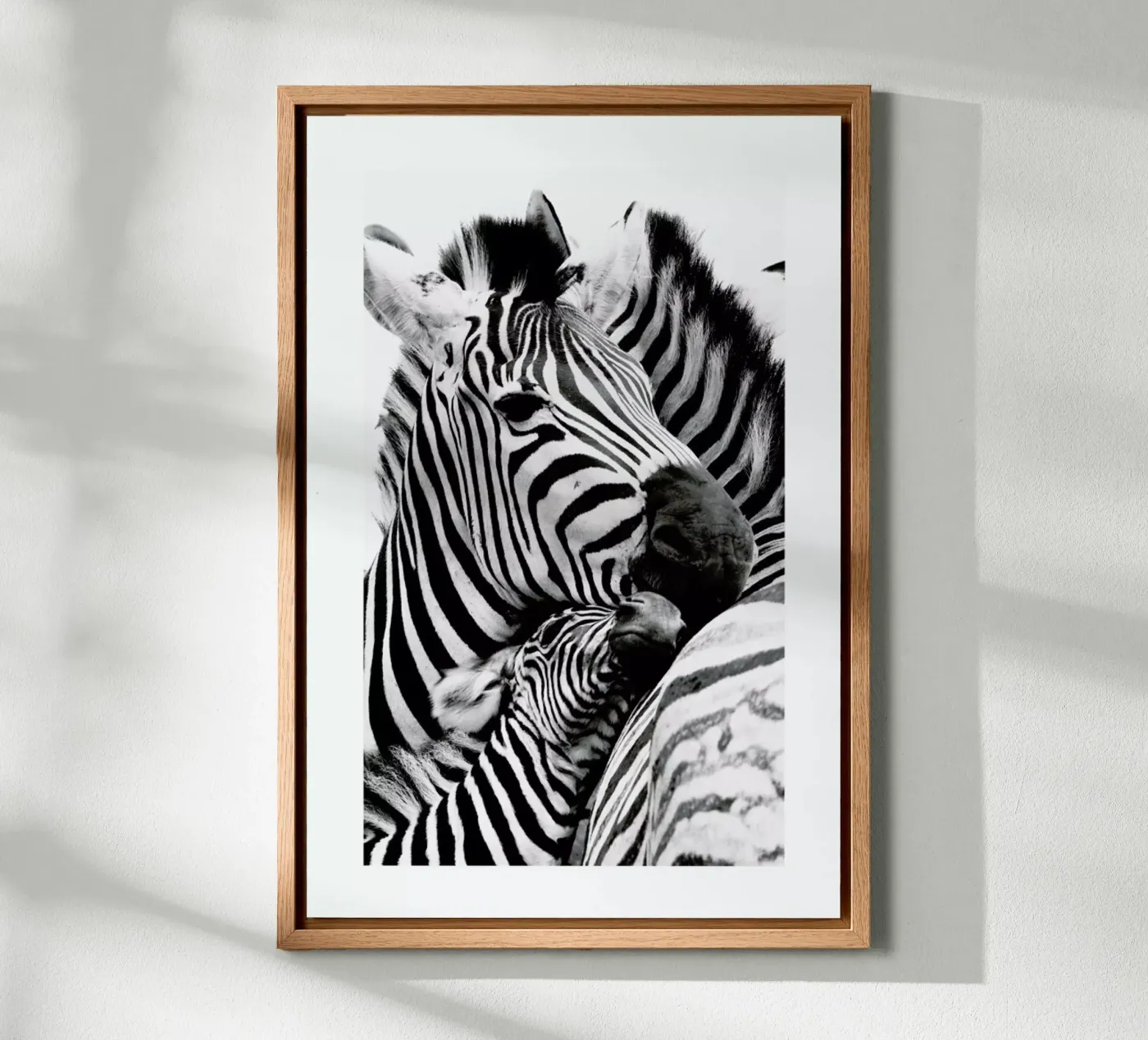 Zebras forex plate by Natural Kingdom