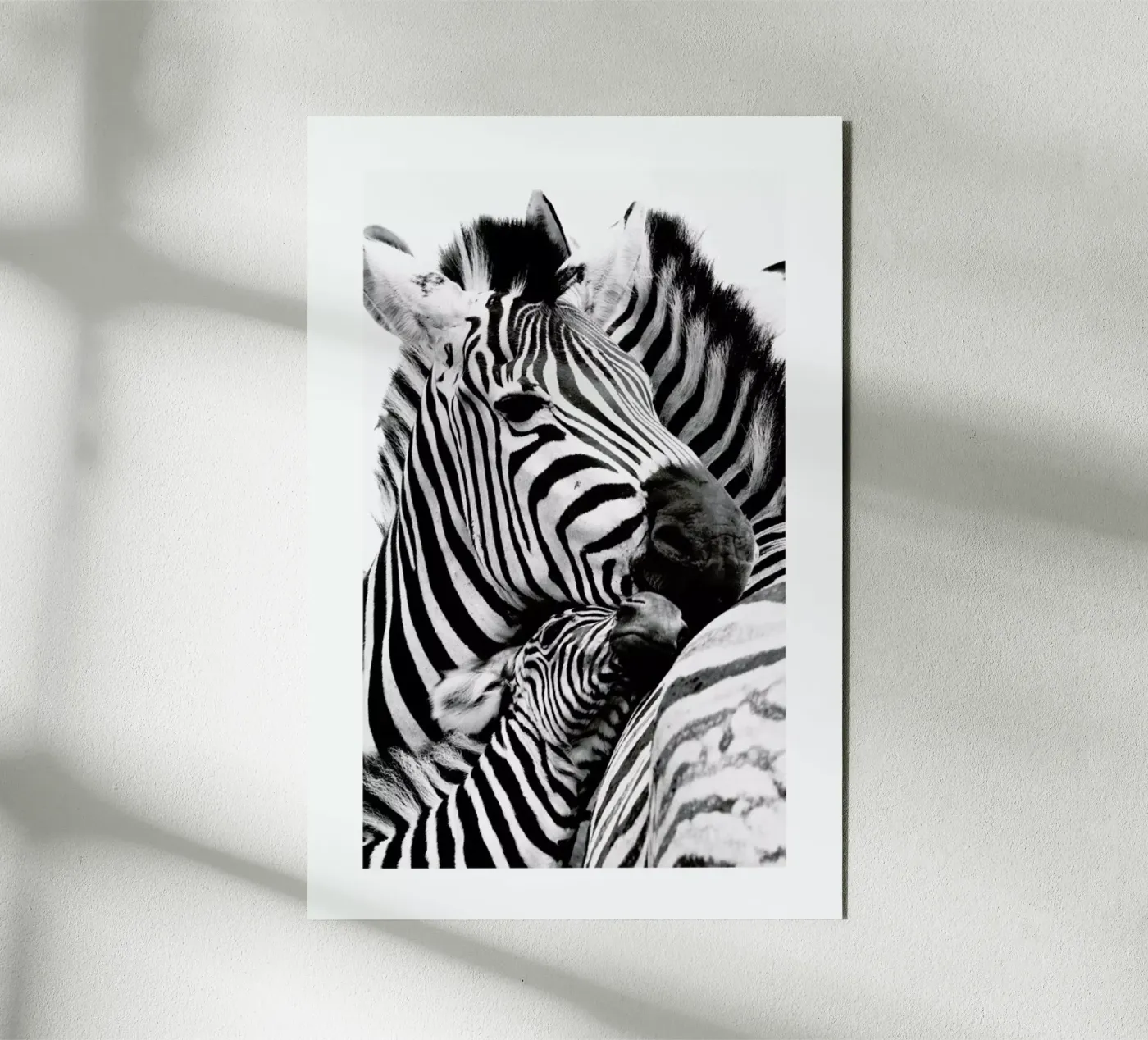 Zebras forex plate by Natural Kingdom