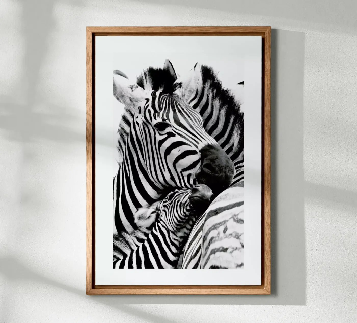 Zebras tela da Natural Kingdom