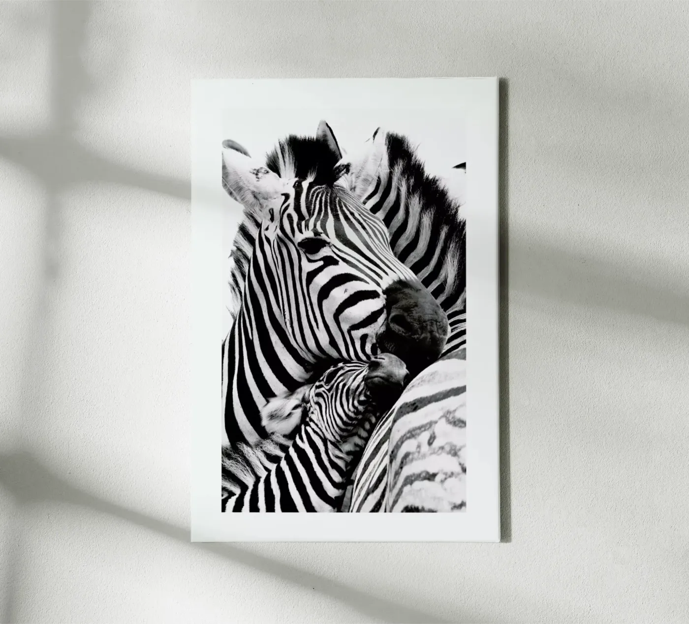Zebras tela da Natural Kingdom