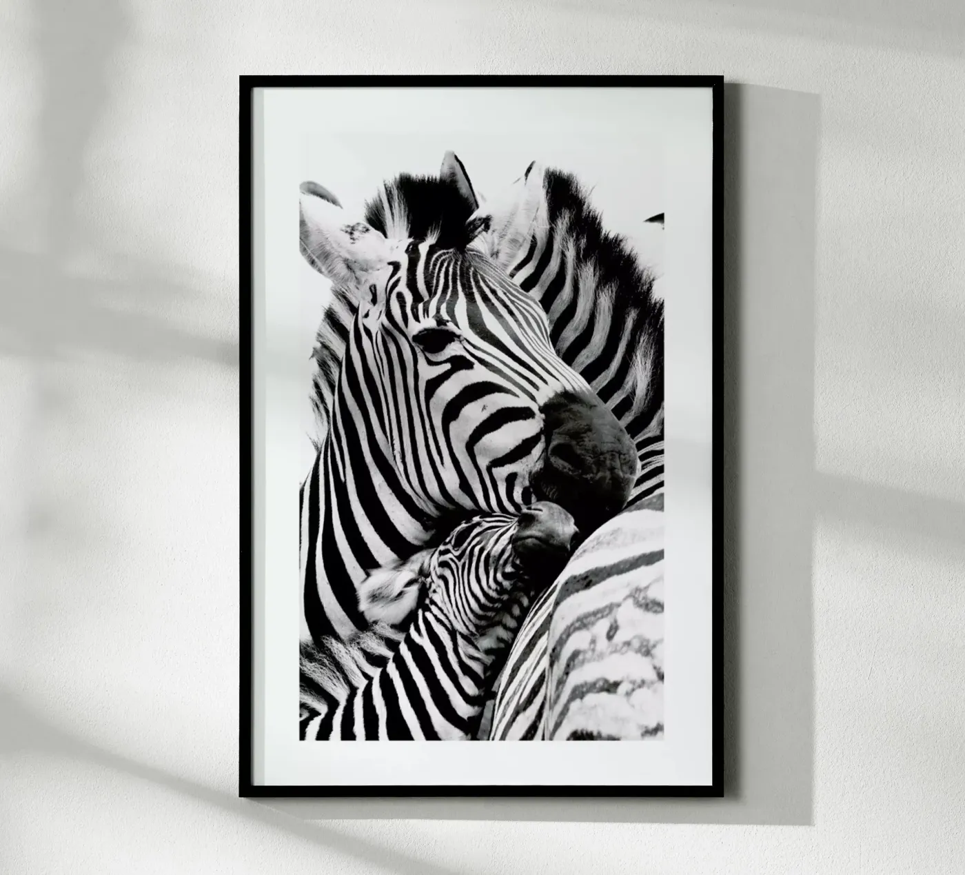Zebras poster van Natural Kingdom