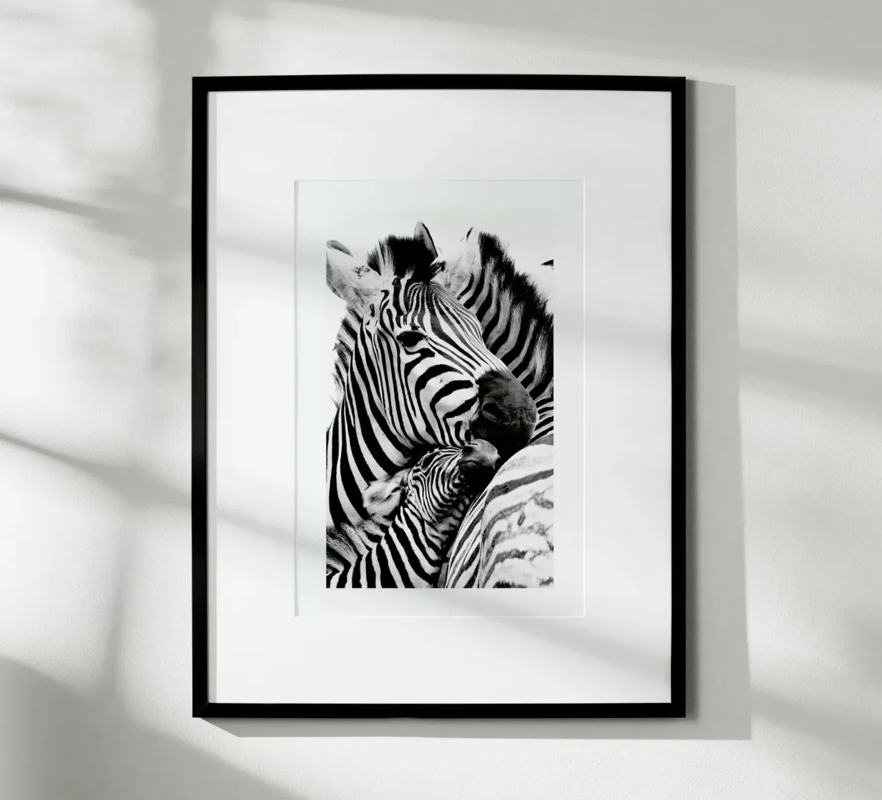 Zebras poster van Natural Kingdom