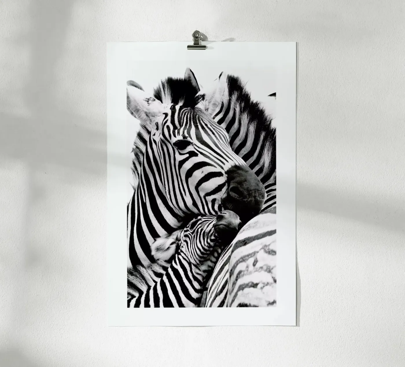Zebras poster da Natural Kingdom