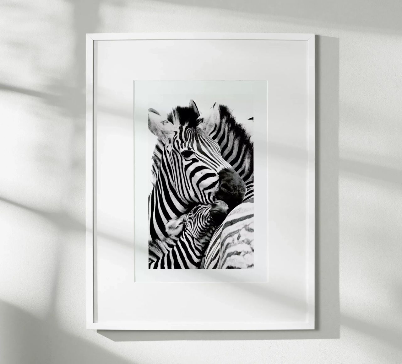 Zebras poster with plastic frame by Natural Kingdom