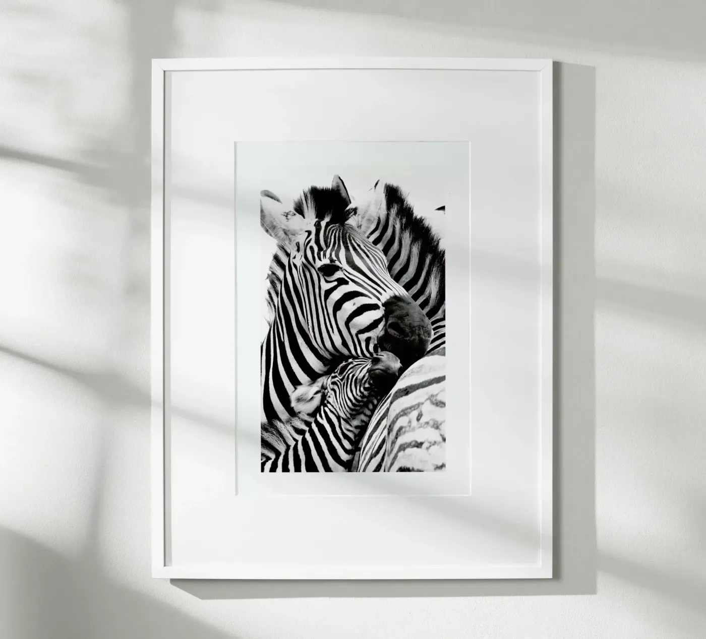 Zebras poster da Natural Kingdom