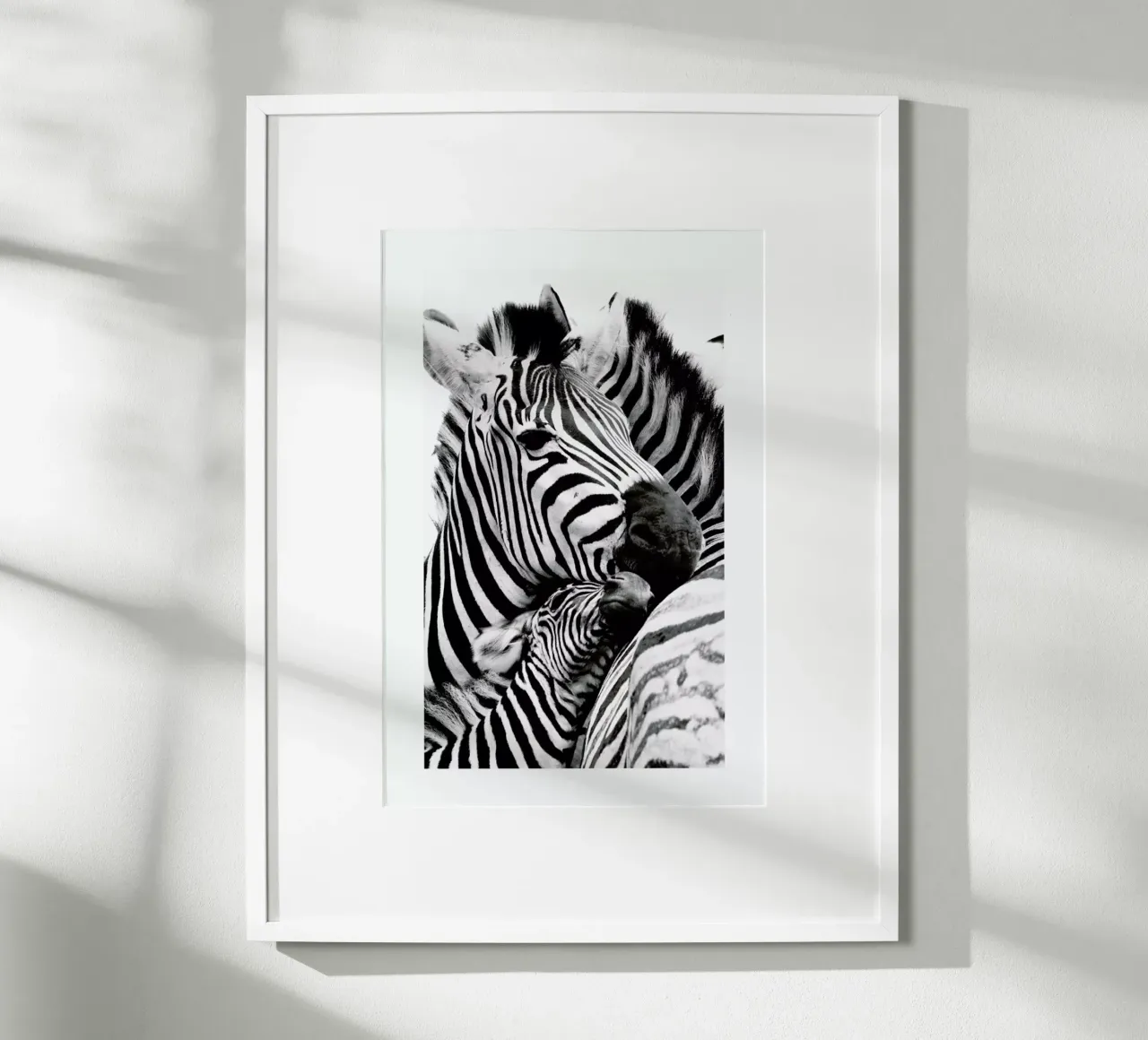 Zebras poster van Natural Kingdom