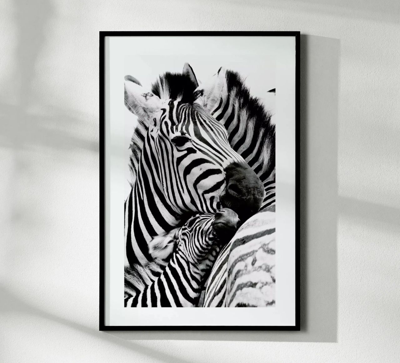 Zebras poster with plastic frame by Natural Kingdom