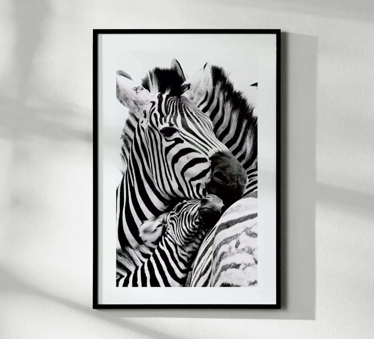 Zebras poster van Natural Kingdom