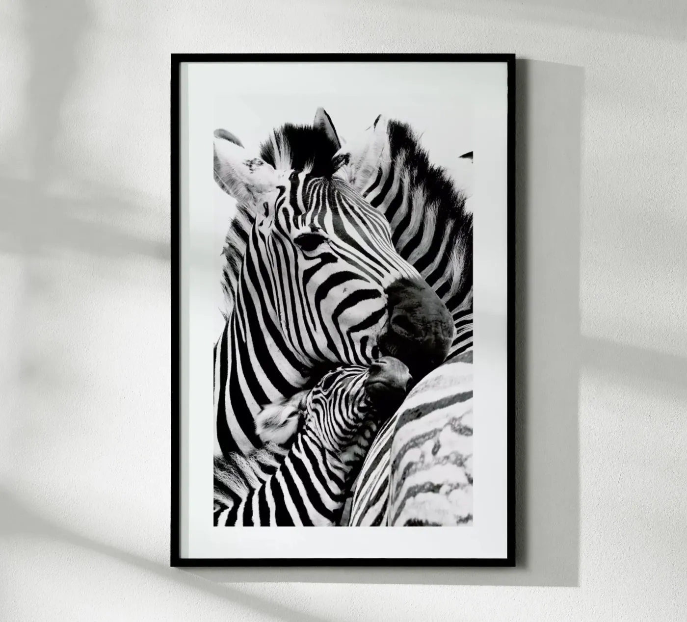 Zebras poster da Natural Kingdom