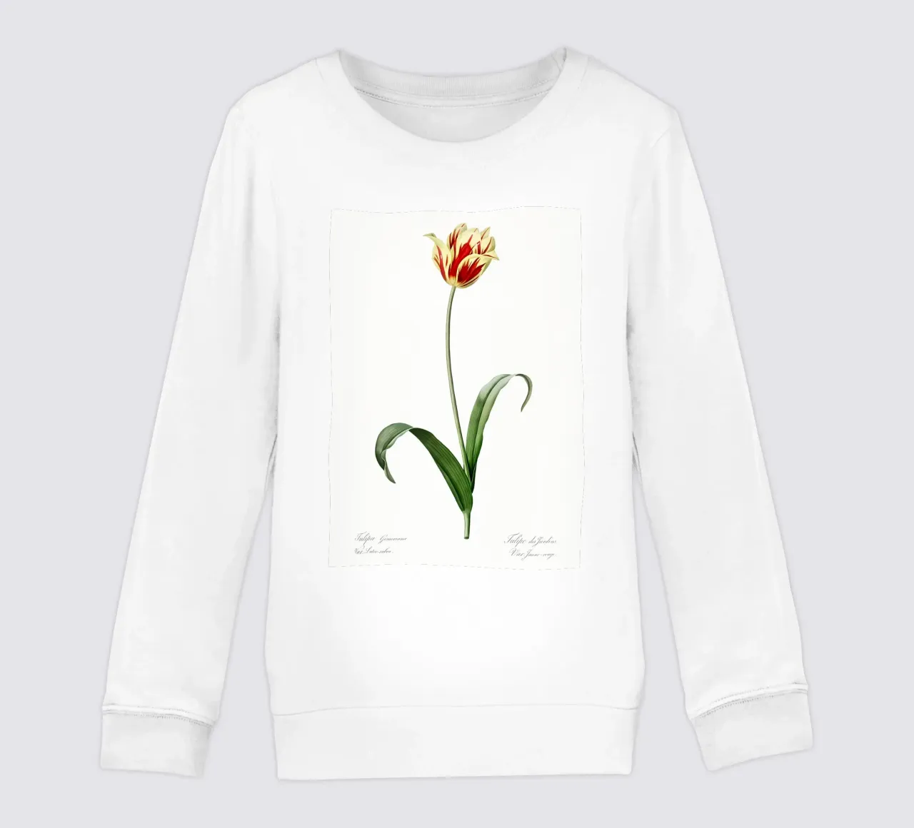 Liliaceae 1805 HQ Orig felpa bambino da Nicholas Campbell