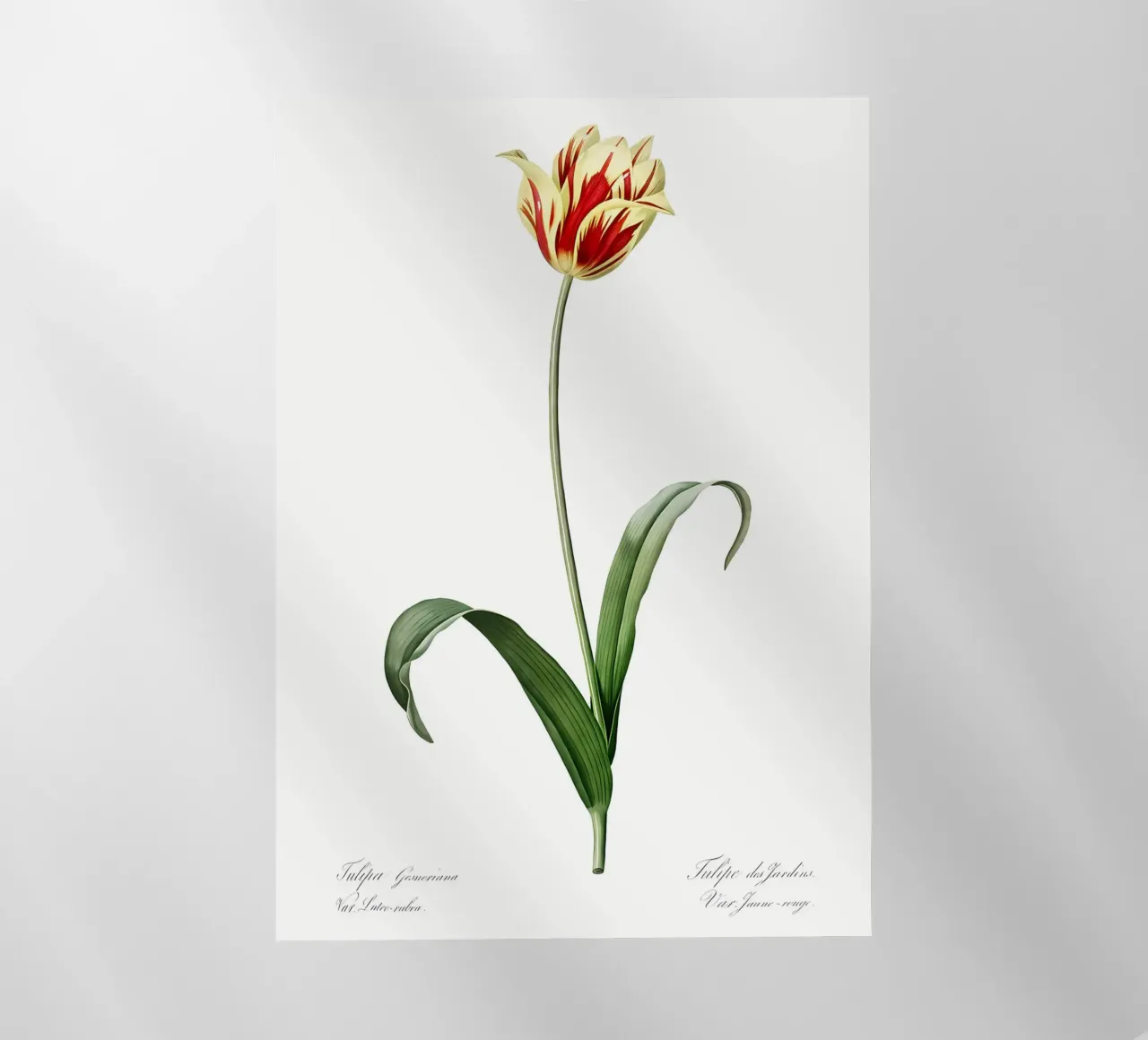 Liliaceae 1805 HQ Orig pellicola backlit da Nicholas Campbell