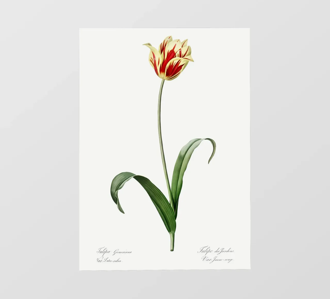 Liliaceae 1805 HQ Orig pellicola backlit da Nicholas Campbell