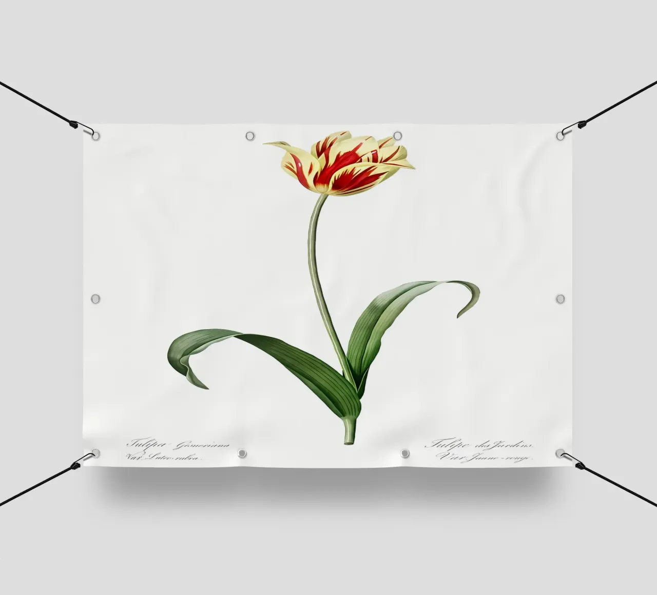 Liliaceae 1805 HQ Orig telo in pvc da Nicholas Campbell