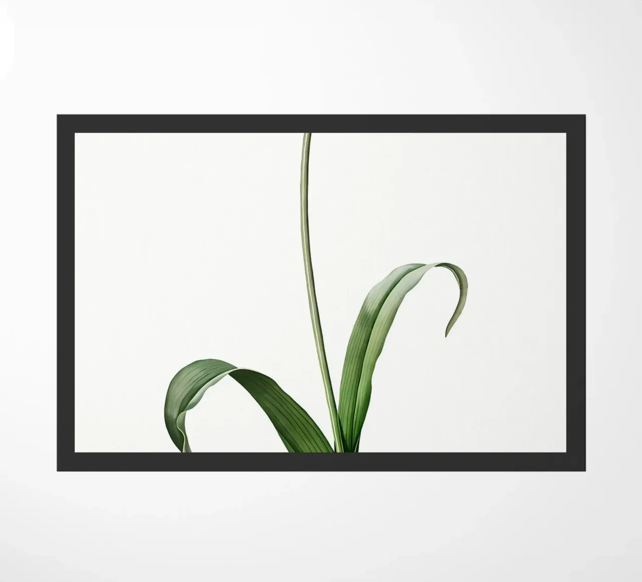 Liliaceae 1805 HQ Orig zerbino da Nicholas Campbell