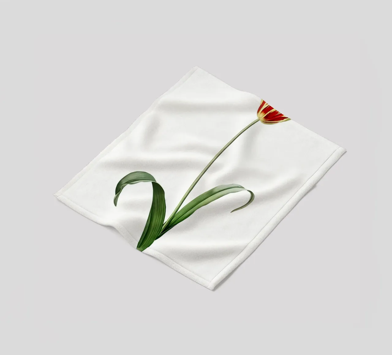 Liliaceae 1805 HQ Orig coperta in pile da Nicholas Campbell
