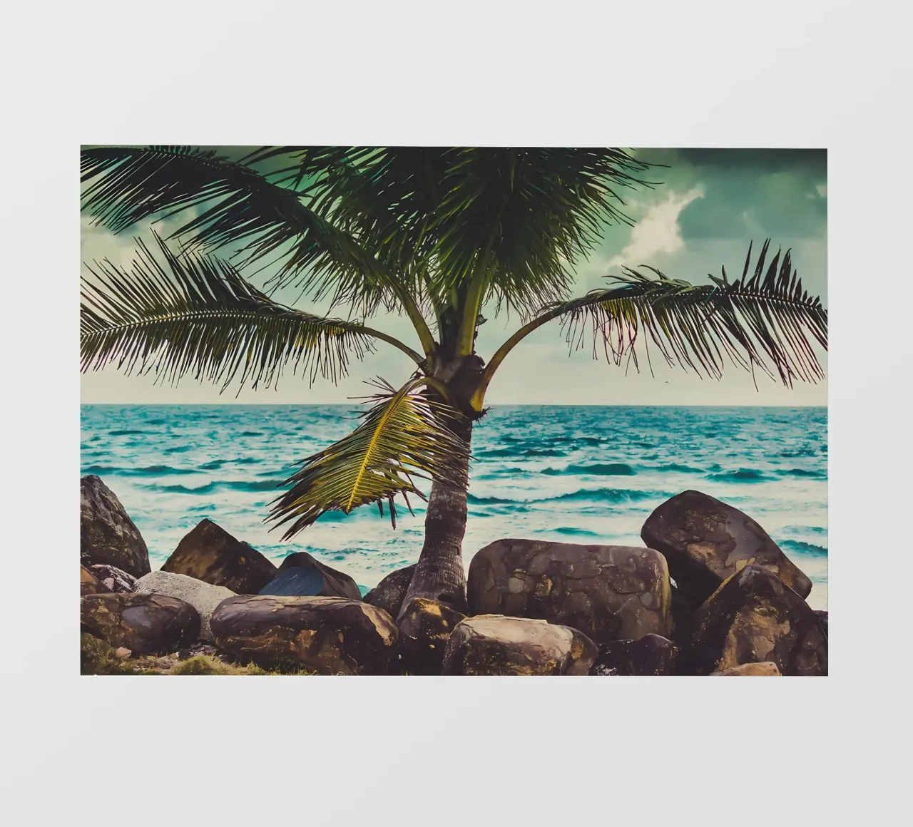 Palm tree photo wallpaper by Matthew Katz