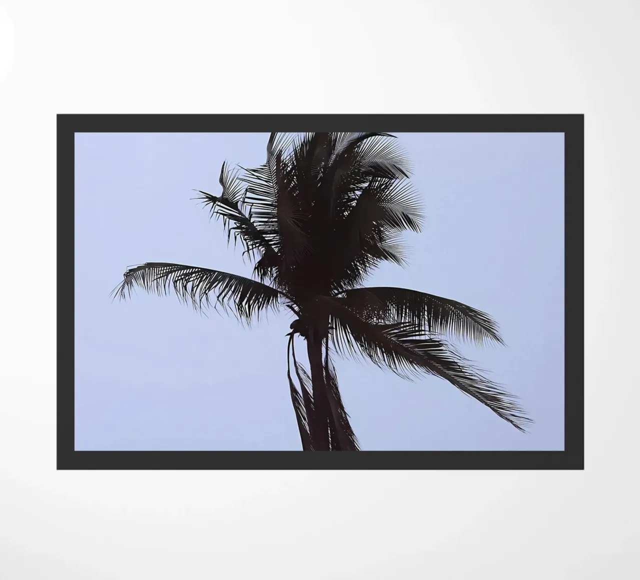 Palma zerbino da Matthew Katz