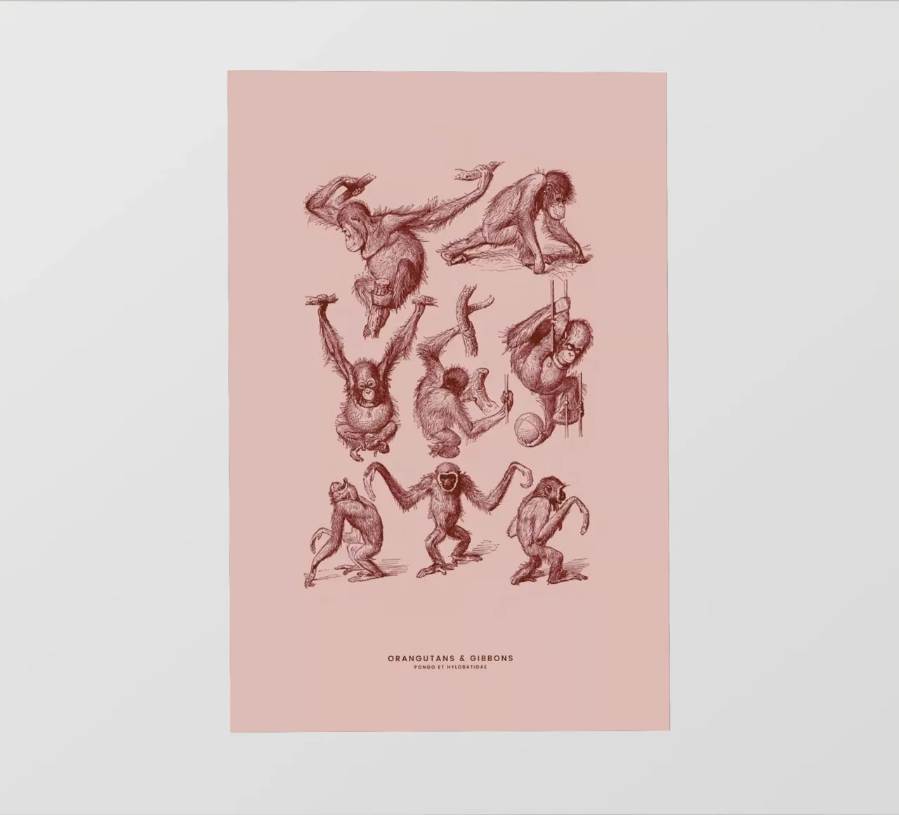 Orangutans and Gibbons II telo in pvc da Flora & Fauna