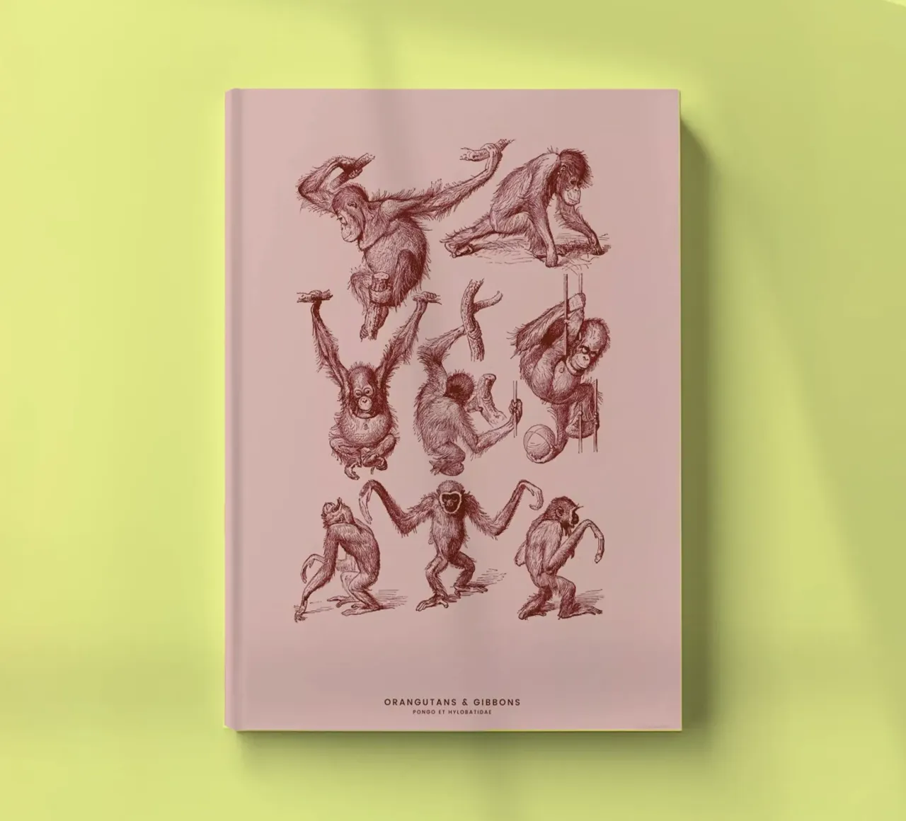 Orangutans and Gibbons II notebook by Flora & Fauna