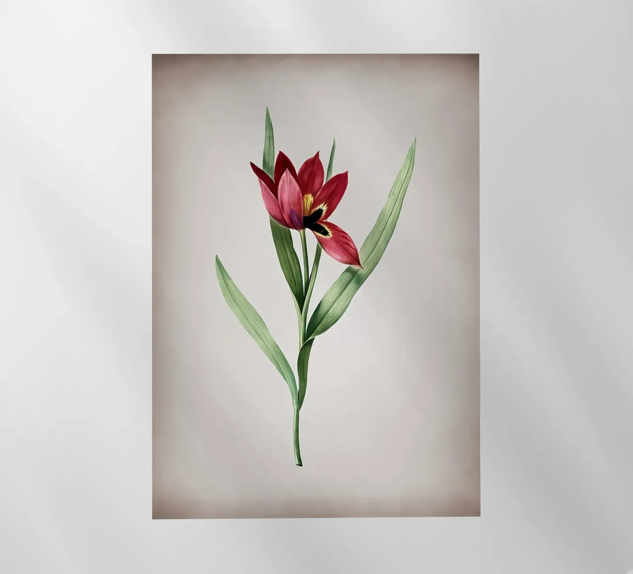 Tulipa Oculus Colis pellicola backlit da Nicholas Campbell