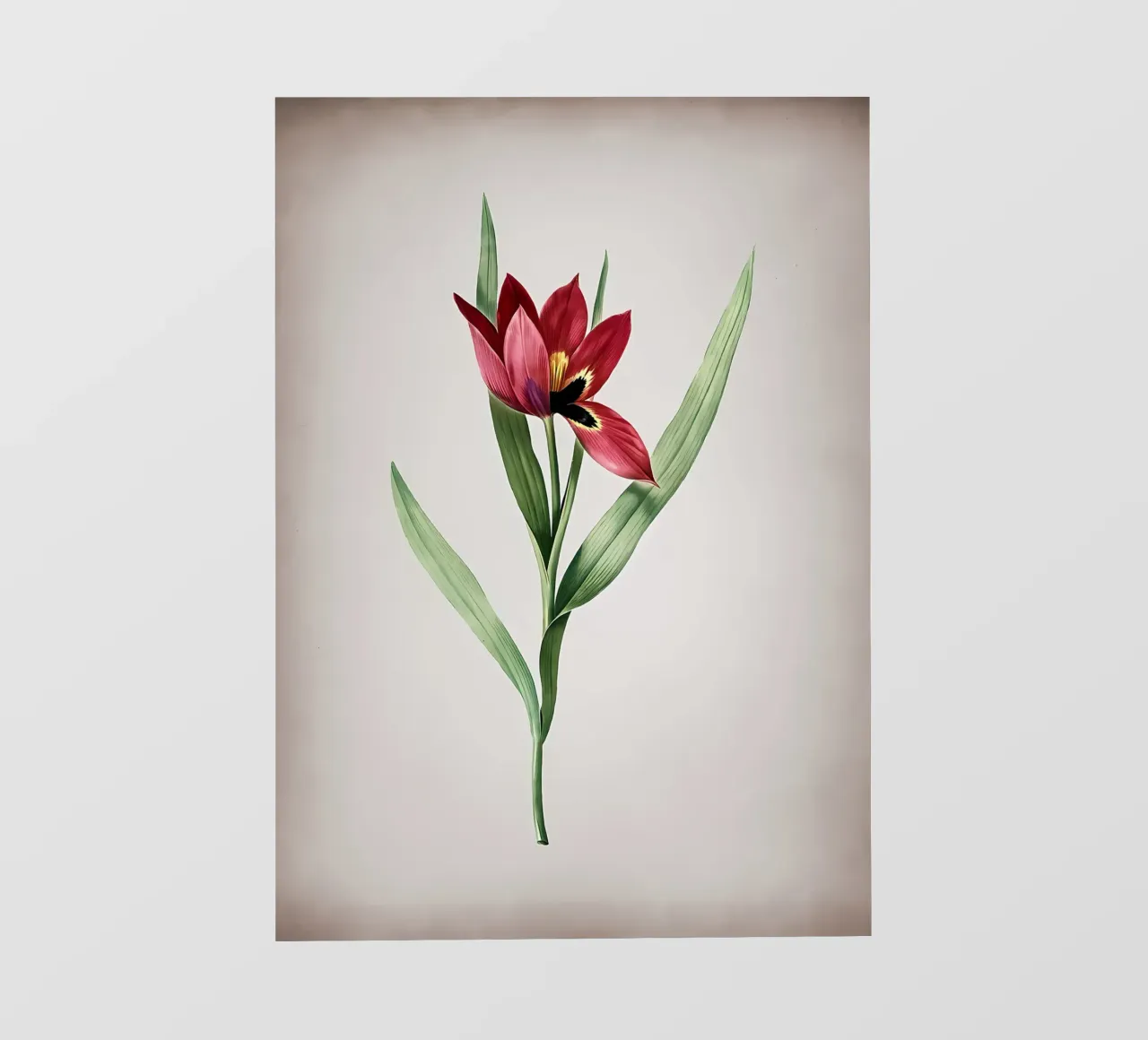 Tulipa Oculus Colis pellicola backlit da Nicholas Campbell