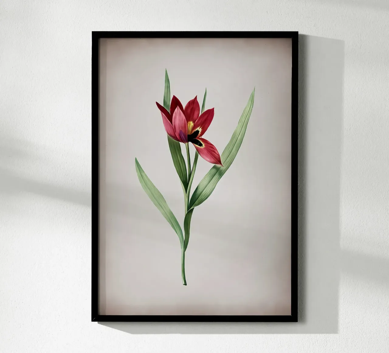 Tulipa Oculus Colis carta hahnemühle da Nicholas Campbell