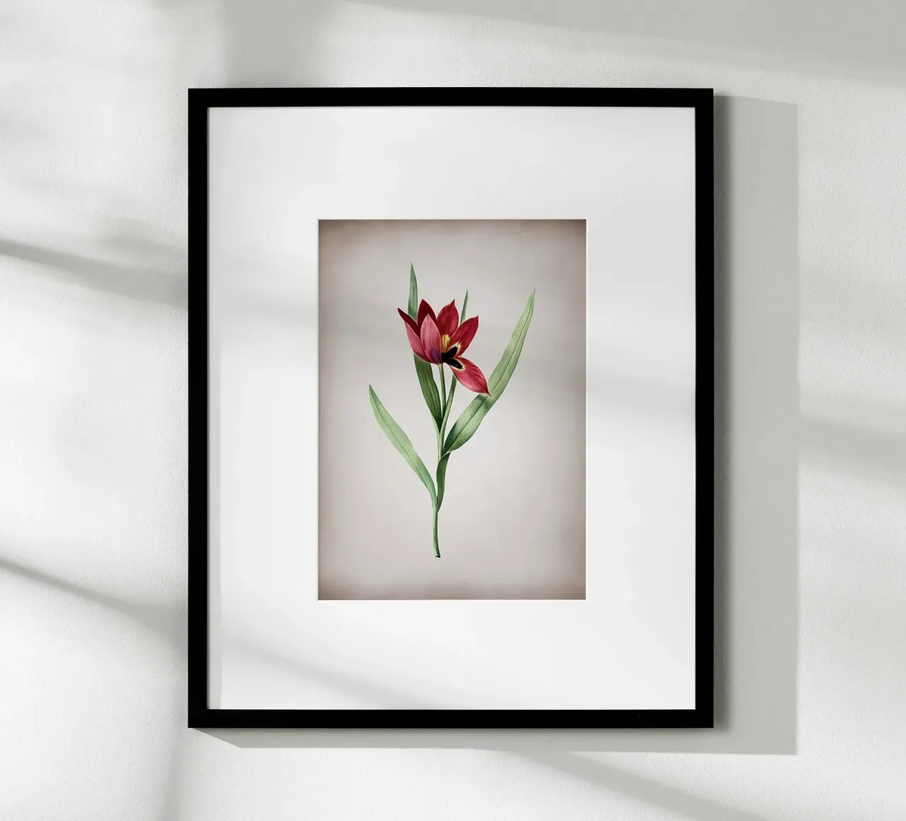Tulipa Oculus Colis carta hahnemühle da Nicholas Campbell