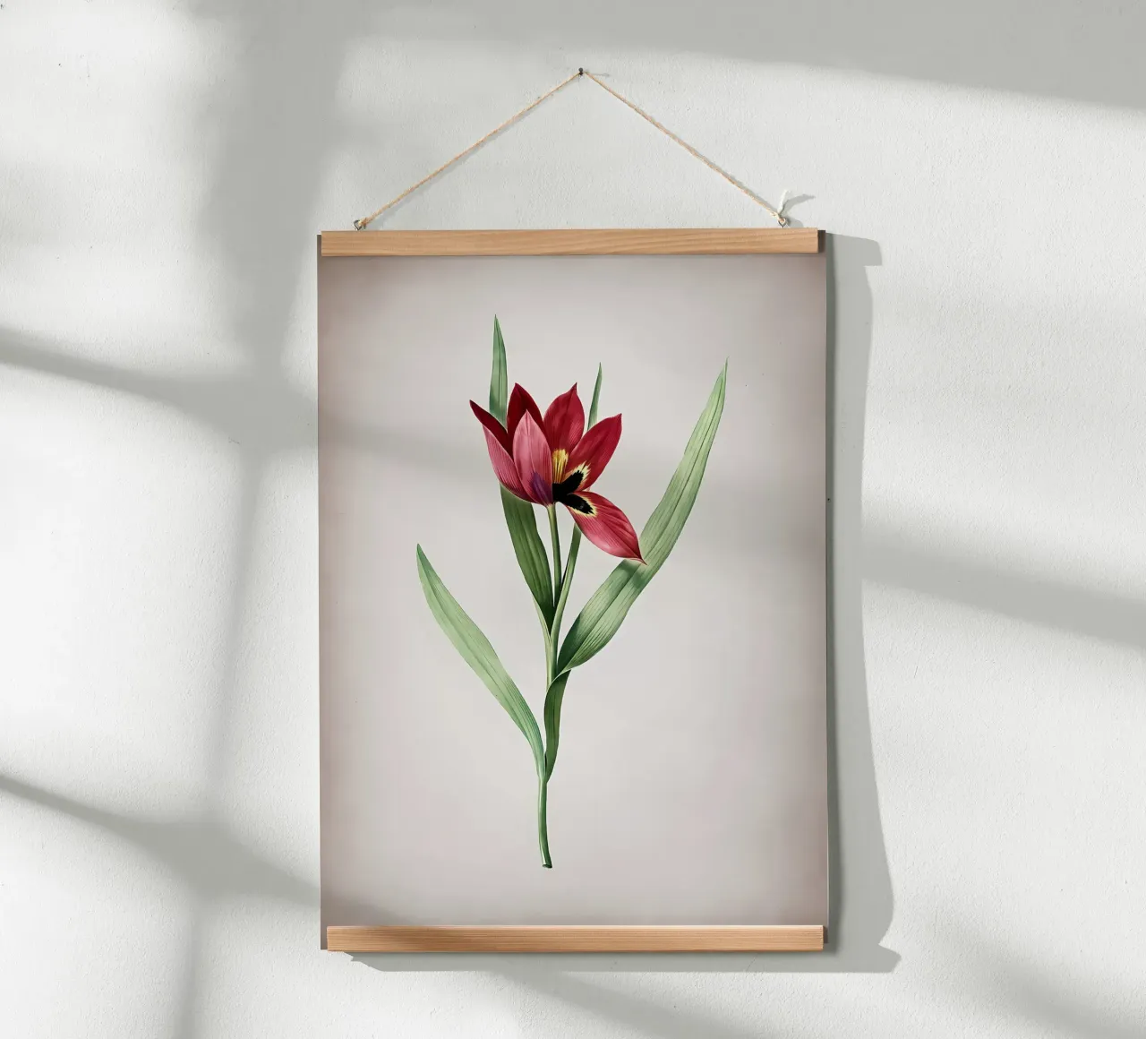 Tulipa Oculus Colis carta hahnemühle da Nicholas Campbell
