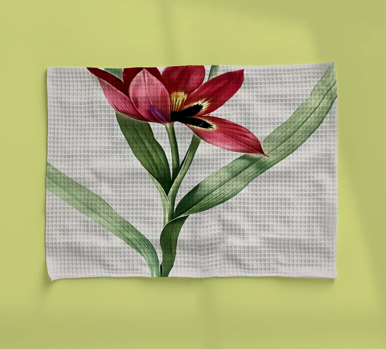 Tulipa Oculus Colis canovaccio da cucina da Nicholas Campbell