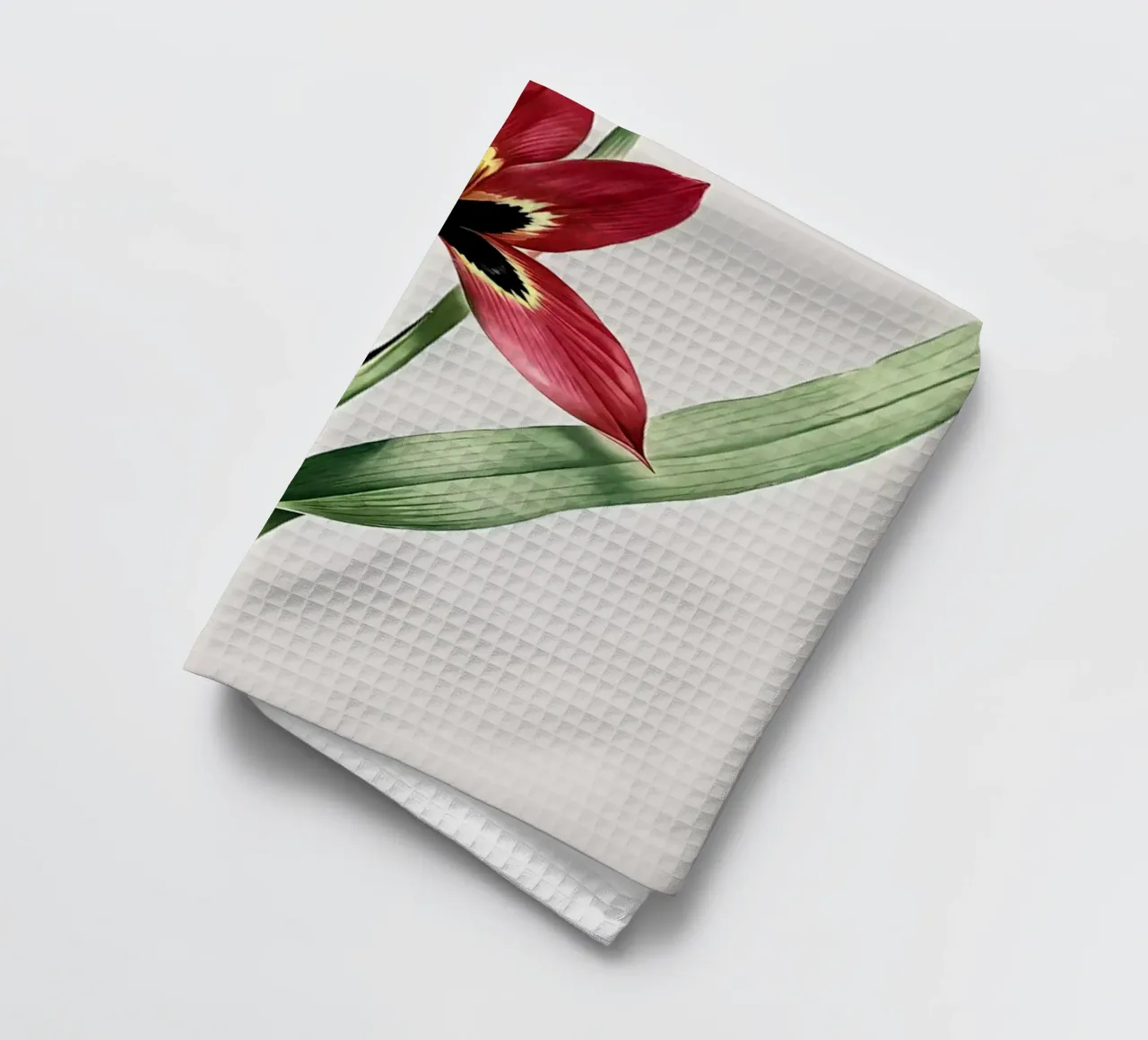 Tulipa Oculus Colis canovaccio da cucina da Nicholas Campbell