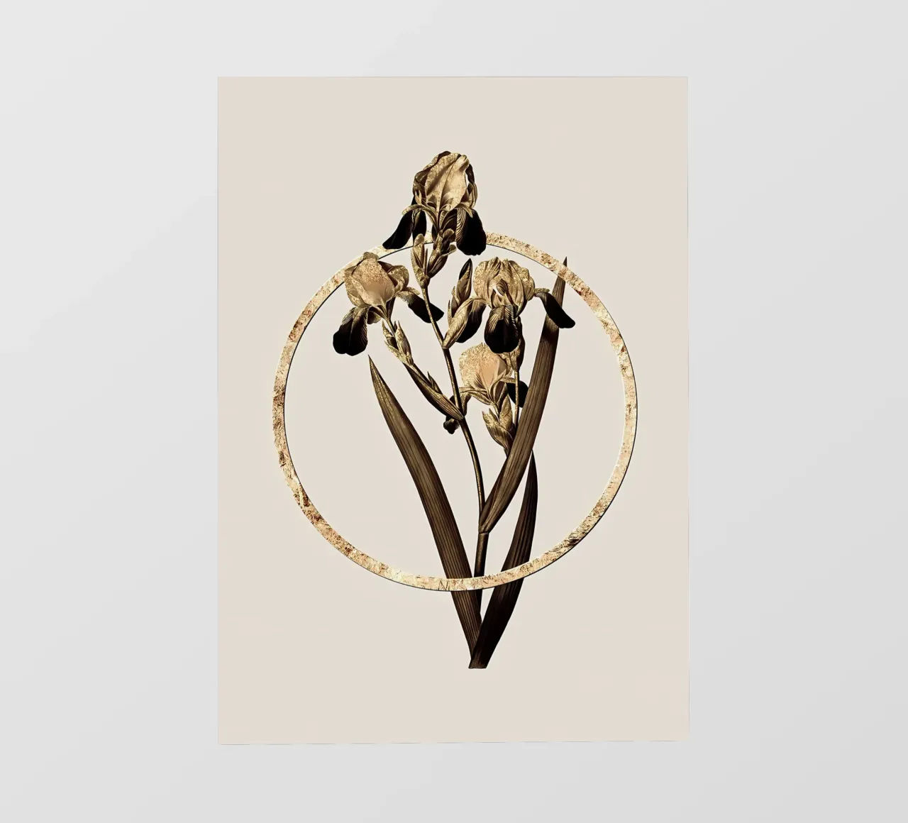 Iris profumato di sambuco d'oro pellicola backlit da Nicholas Campbell