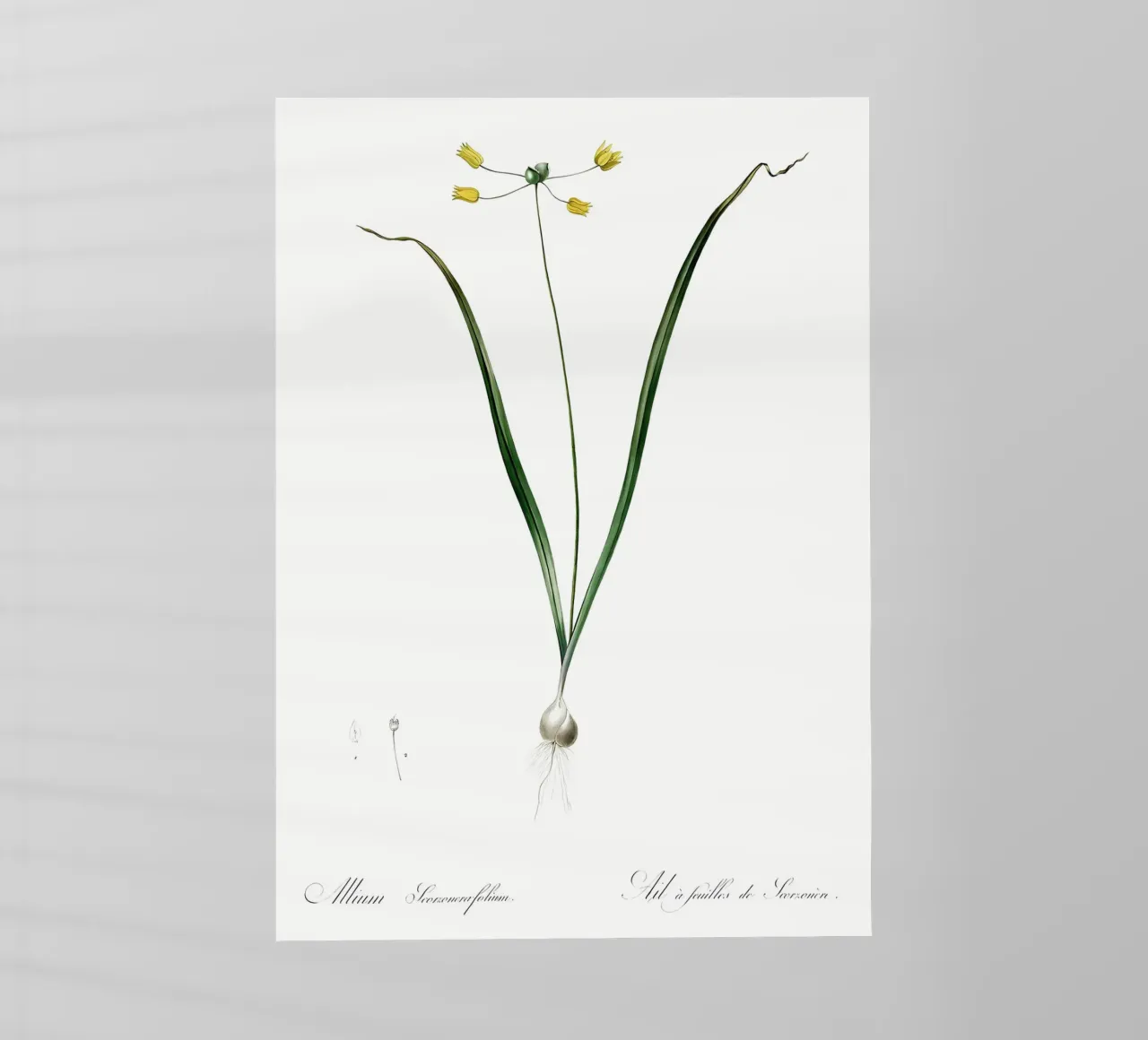 Liliaceae 1805 HQ Orig pellicola backlit da Nicholas Campbell