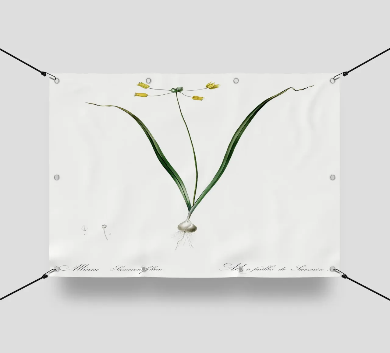 Liliaceae 1805 HQ Orig telo in pvc da Nicholas Campbell
