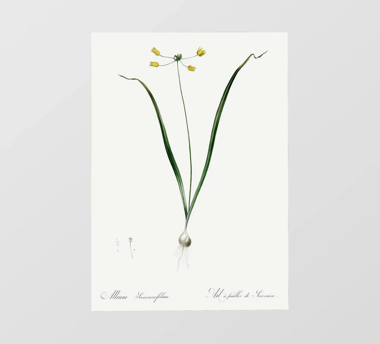 Liliaceae 1805 HQ Orig telo in pvc da Nicholas Campbell