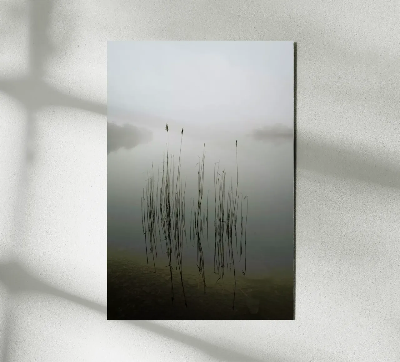 Reeds in The Mist - David Ahern alluminio dibond da Pictufy