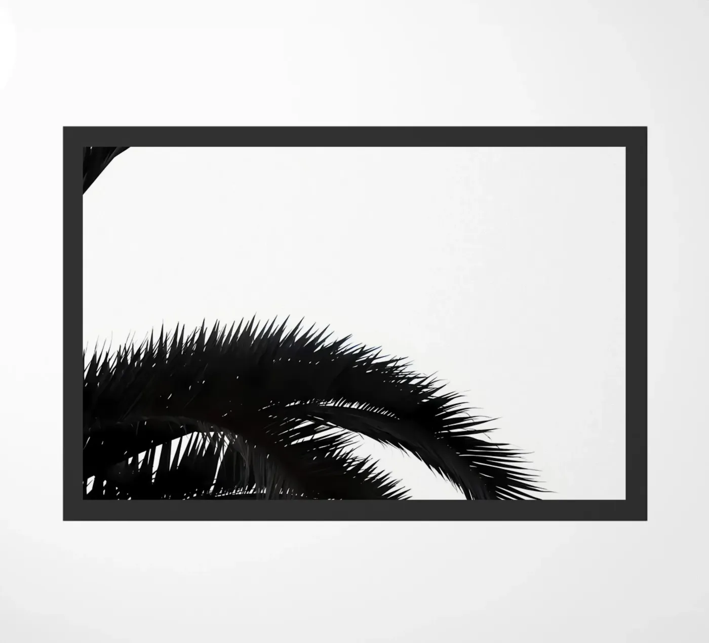 Palmleafs BW zerbino da Matthew Katz