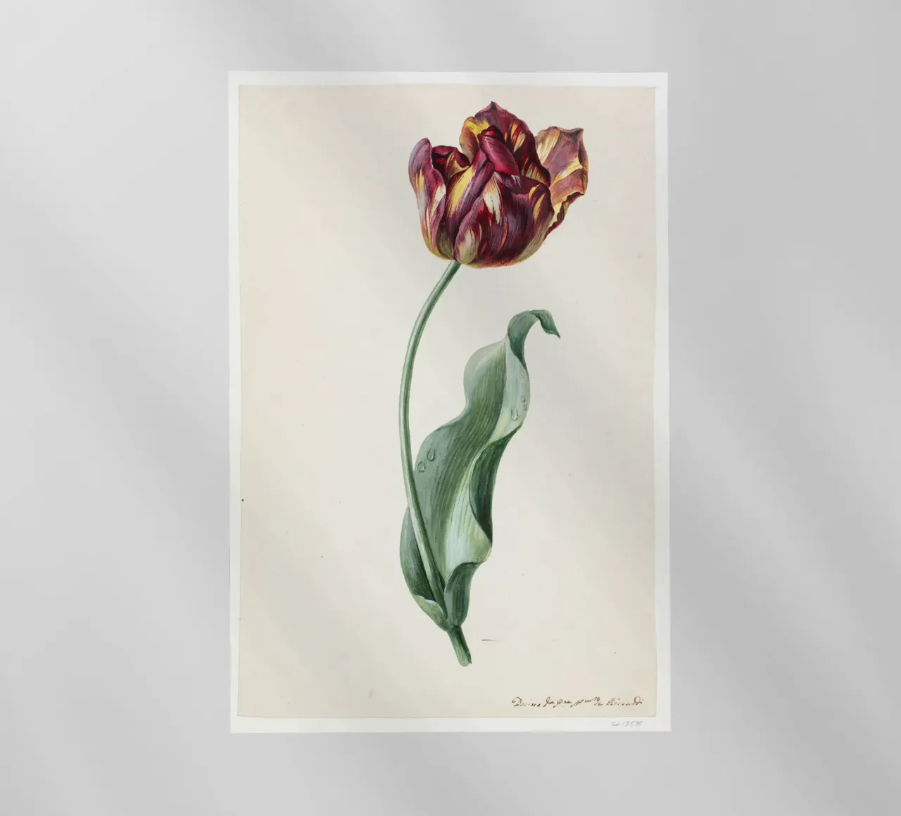 Dimenico Riccardi - Tulipano pellicola backlit da Old Masters