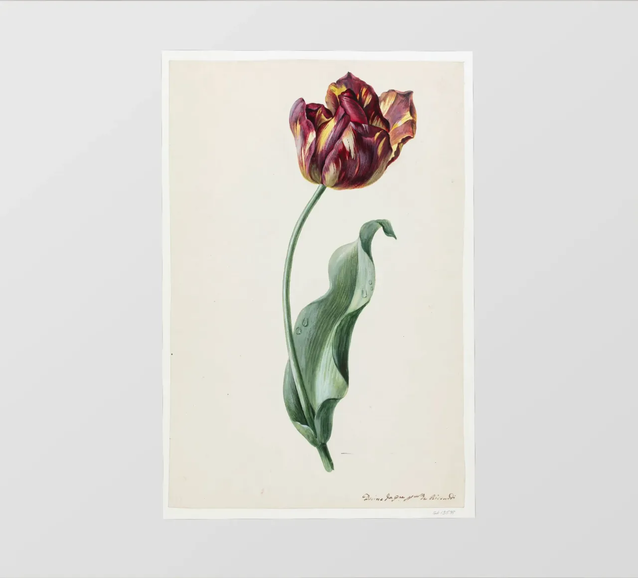 Dimenico Riccardi - Tulipano telo in pvc da Old Masters