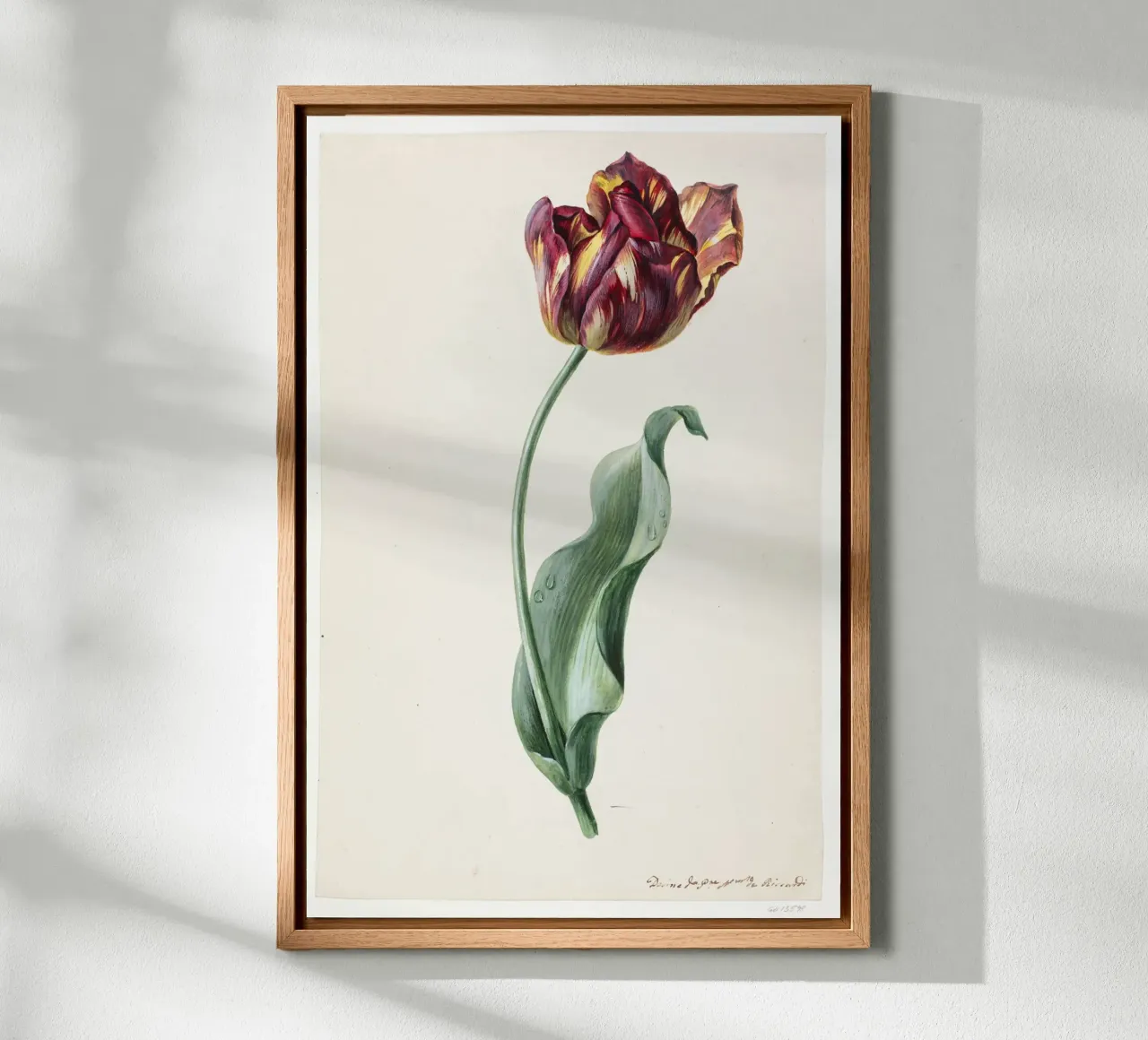 Dimenico Riccardi - Tulp canvas met Baklijst van Old Masters
