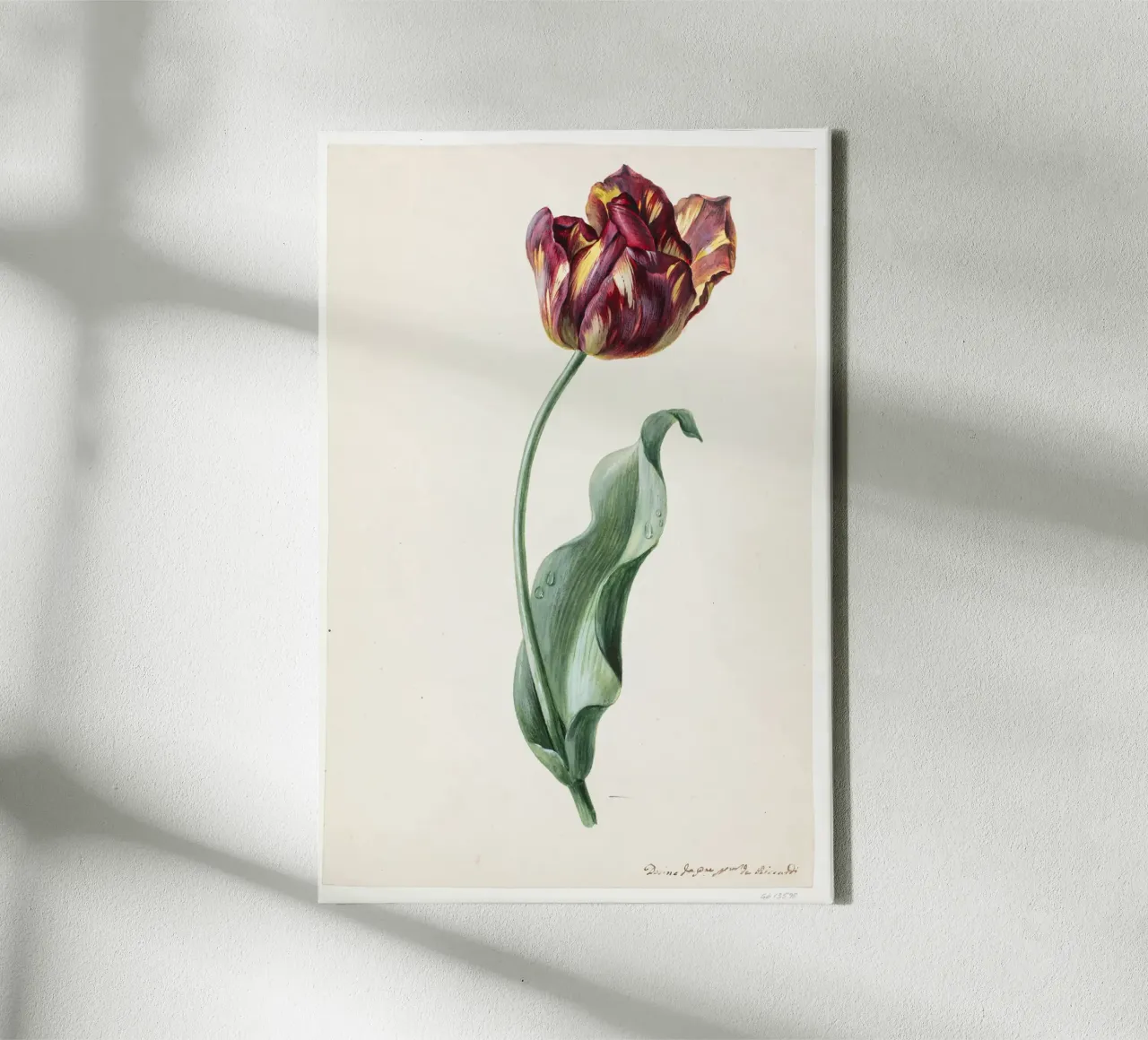 Dimenico Riccardi - Tulp canvas met Baklijst van Old Masters